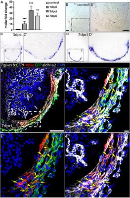 Midkine-a Regulates the Formation of a Fibrotic Scar During Zebrafish <mark class="highlighted">Heart Regeneration</mark>